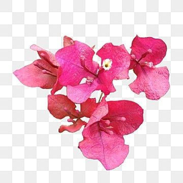 Flowers Without Background Png, Flowers Without Background, Bougenville Flowers, Flower Png Transparent, Tropical Png, Photo Elements, Red Plants, Flower Red, Flower Branch