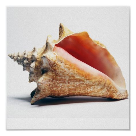 Sea Shell Reference, Shell Reference Photo, Conch Shell Art, Conch Snail, Shell Photo, Screen Printing Inspiration, Conch Seashell, Shell Drawing, Beachy Art