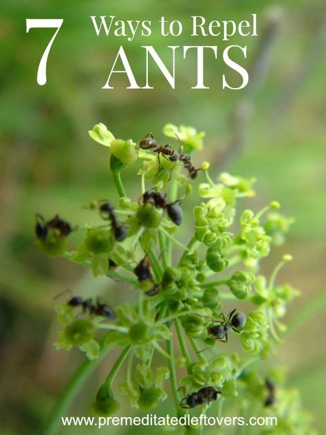 Tips for Repelling Ants- Are ants taking over your home or yard? Here are some… Ant Remedies, Ant Repellent, Rid Of Ants, Get Rid Of Ants, Ant Killer, Garden Remedies, Best Pest Control, Flea Prevention, Japanese Beetles