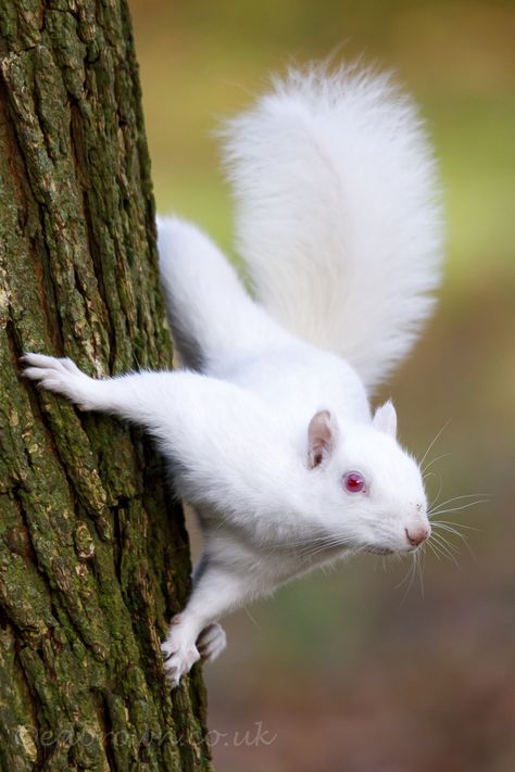 Leucistic Animals, Albino Squirrel, Squirrel Painting, White Squirrel, Squirrel Print, Albino Animals, Animal Portraits, Unusual Animals, Cute Wild Animals