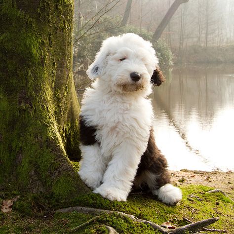 old english sheepdog...the only type of dog I grew up with and still love them today! English Sheepdog Puppy, Sheep Dog Puppy, Sheep Dog, English Sheepdog, Old English Sheepdog, Jensen Ackles, Old English, Beautiful Dogs, Big Dogs