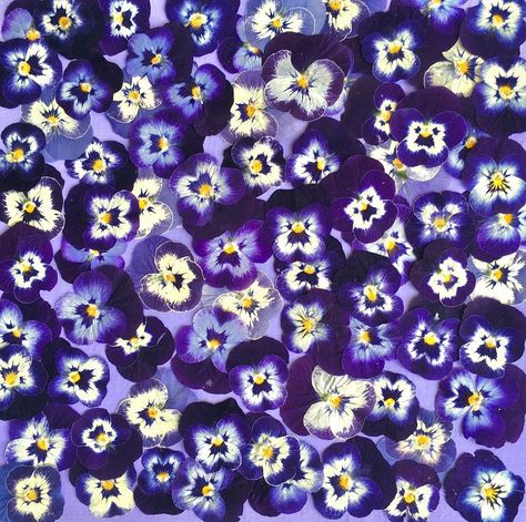 Dianne Randazzo on Instagram: “Pansy Power #pressedflowers #pressedpansies #viola #annuals #organicgardening #purpleflowers💜 #gardeningdailypassion #inspiration…” Casual Background, Pansy Pattern, Organic Gardening, Pressed Flowers, Pansies, Purple Flowers, Destiny, Art Inspo, Florist