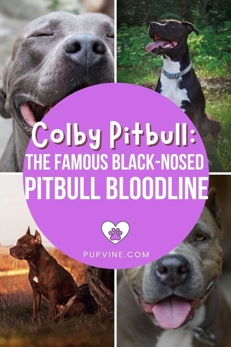 Colby Pitbull – a comprehensive guide to one of the rarest and purest Pitbull bloodlines that's well over 100 years old. Colby Pitbull, Pitbull Bloodlines, Famous Black, Colby, Pitbull, Dog Life, 100 Years, Pure Products