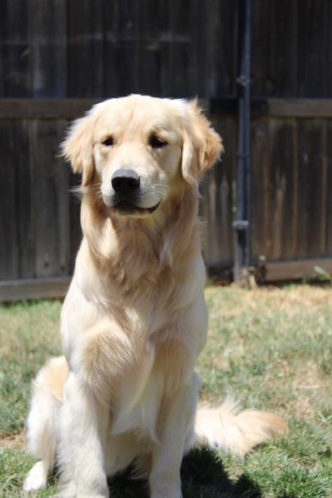 UnrivaledGoldens in California | Golden Retriever puppies | Good Dog Golden Retriever Light Color, Light Golden Retriever, Golden Retriever Colors, White Golden Retriever, English Cream Golden Retriever, Golden Retriever Puppies, Inside House, Retriever Puppies, Good Dog