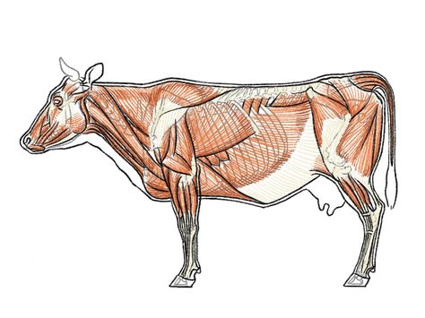 Cow Anatomy, Veterinary Anatomy, Nature Ideas, Sketchbook Inspo, Animal Anatomy, Tattoo Graphic, Animal Study, Anatomy For Artists, Animal Drawing