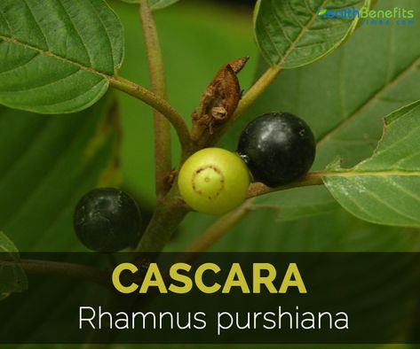 Cascara Facts, Health Benefits and Nutritional Value Cascara Sagrada Benefits, Chronic Constipation, Irritable Bowel, Upset Stomach, Liver Health, Eat Fruit, Nutritional Value, Plant Illustration, Digestive System