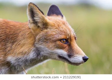 Fox Side View Images, Stock Photos & Vectors | Shutterstock Fox Side View, Fox Ears, Fox Head, View Image, Side View, Photo Image, Royalty Free Stock Photos, Fox, Stock Images