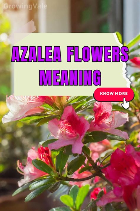 Azalea Flowers Meaning Azalea Flower, Flower Meanings, Floral Arrangements, Different Colors, Lush, Did You Know, Landscaping, Meant To Be, Blossom