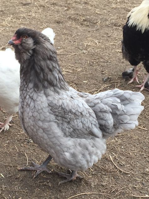 Blue Ameraucana Hen Americauna Chickens, Blue Ameraucana, Americana Chickens, Rare Chicken Breeds, Ameraucana Chicken, Farm Humor, Blue Chicken, Chicken Pictures, Fancy Chickens