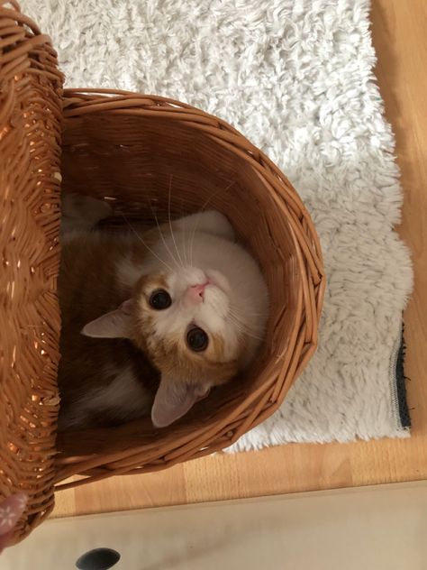 Cat Picnic, Cat In Basket Drawing, Cat In Bike Basket, Cat Bike Basket, Cat In Basket, Cats On Beds Aesthetic, Cat In Garden Aesthetic, Kittens In A Basket, Cat Basket