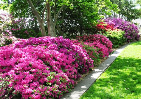 Encore Azaleas are easier to grow, cold-hardy, sun-loving, come in a variety of colors AND re-bloom spring to fall unlike traditional azaleas. Learn more about all the varieties in our blog. Azaleas Landscaping, Encore Azaleas, Full Sun Landscaping, Azalea Shrub, Azalea Garden, Landscaping Along Fence, Azaleas Garden, Woodland Gardens, Front Landscape