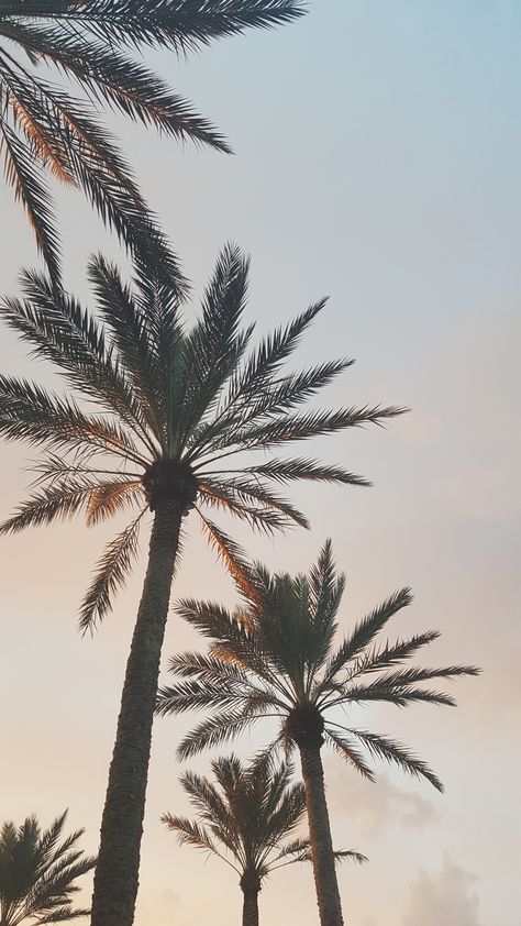 Palm Tree Asethic Wallpaper, Palmier Aesthetic, Palm Tree Wallpaper Iphone, Tree Iphone Wallpaper, Palmtrees Aesthetic, Palm Trees Photography, Wallpaper Sky Aesthetic, Palm Tree Iphone Wallpaper, Palm Trees Aesthetic