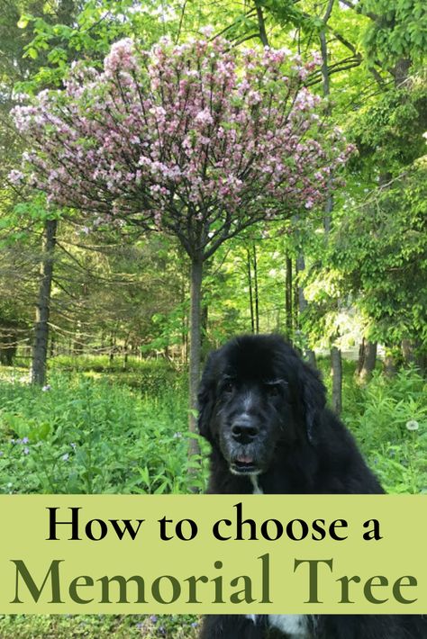 Memorial Tree Planting Ideas, Pet Remembrance Garden Ideas, Remembrance Tree Ideas, Memorial Planter Ideas, Remembrance Garden Ideas, Memorial Landscape Design, Memorial Garden For Dog, Plant A Tree In Memory Of A Loved One, Memorial Flower Garden Ideas