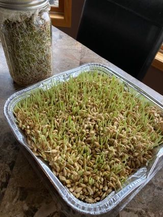 Sprouting For Chickens, Sprouting Seeds For Chickens, How To Sprout Lentils For Chickens, Sprouted Grains For Chickens, Sprouting Grains For Chickens, Growing Lentils For Chickens, Lentil Sprouts For Chickens, Sprouting Lentils For Chickens, Lentils For Chickens