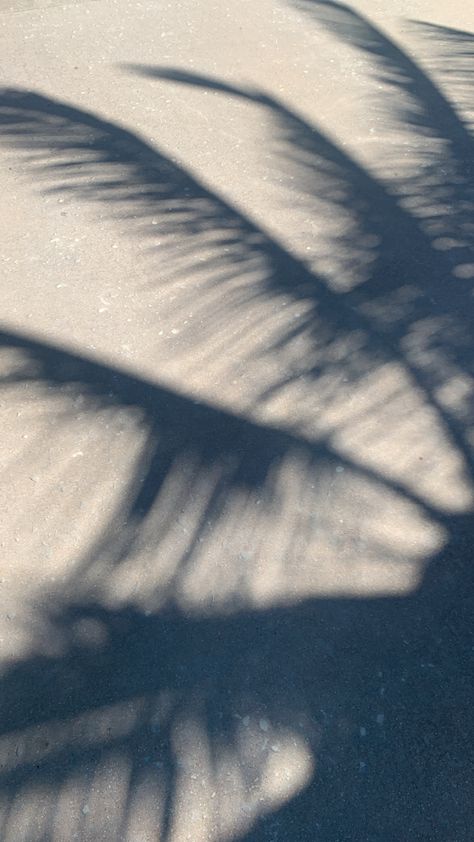 Palm Tree Shadow, Tree Render, Shadow Tree, Tree Shadow, Palm Tree Leaves, Mood Images, Shadow Photography, Healthy Lifestyle Habits, Lifestyle Habits