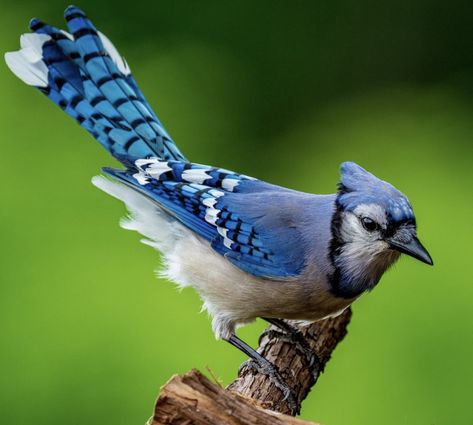 Blue Jay Photography, Bluejay Photography, Exotic Birds Photography, Bluejay Bird, Nature Watercolor Art, Blue Jay Art, Bird Makeup, Wild Birds Photography, Birds Photography Nature