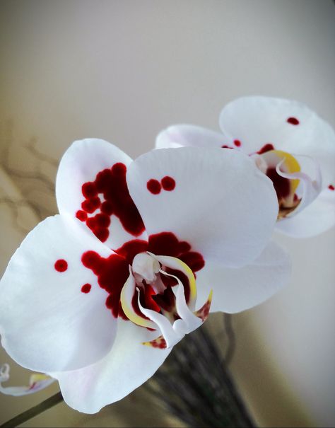 "Dexter" Orchid, Blood Splatter Analyst. Spotted Phalaenopsis. Orchid Flower Wallpaper, Spotted Orchid, Orchid Varieties, Orchid Planters, Red Orchids, Blood Splatter, Gothic Garden, Boquette Flowers, Phalaenopsis Orchid