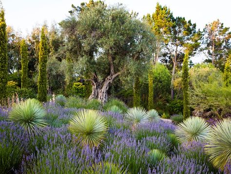 Garden Ideas Mediterranean, Yucca Rostrata, Mediterranean Garden Design, Mediterranean Landscaping, Dry Garden, Easy Landscaping, Desert Garden, Low Maintenance Garden, Mediterranean Garden