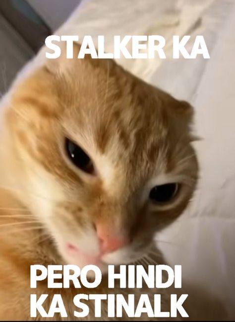 Stalker ka no Memes, Animals