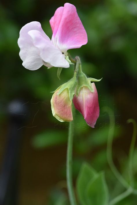 Seed Spacing, Lathyrus Odoratus, Crush Crush, Sweet Pea Flowers, Flora Flowers, Macro Flower, Pea Flower, Watercolor Flower Art, Sweet Peas