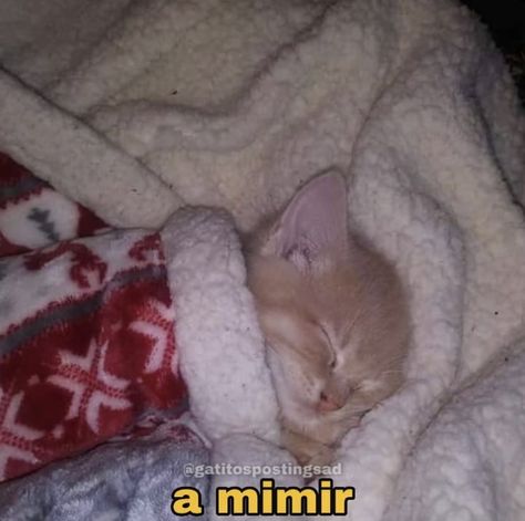 Gatos Cool, Good Night Cat, Cheezburger Cat, Cat Images, Sleeping Kitten, Funny Cat Memes, Cat Sleeping, Funny Cat Pictures