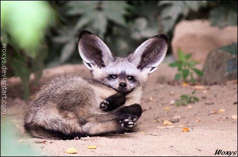 Adorable baby Bat-eared fox, ZOO Prague, Czech republic For *Allerlei, who loves them ____________________________________ NEW WOLF CALENDAR FOR 2012 - 2013 WAS JUST RELEASED!!! You can get it FOR ... woxys Bat Eared Fox, Dope Pics, Cute Animals With Funny Captions, Bat Animal, Maned Wolf, Baby Bats, Fox Illustration, Fox Ears, Prague Czech Republic