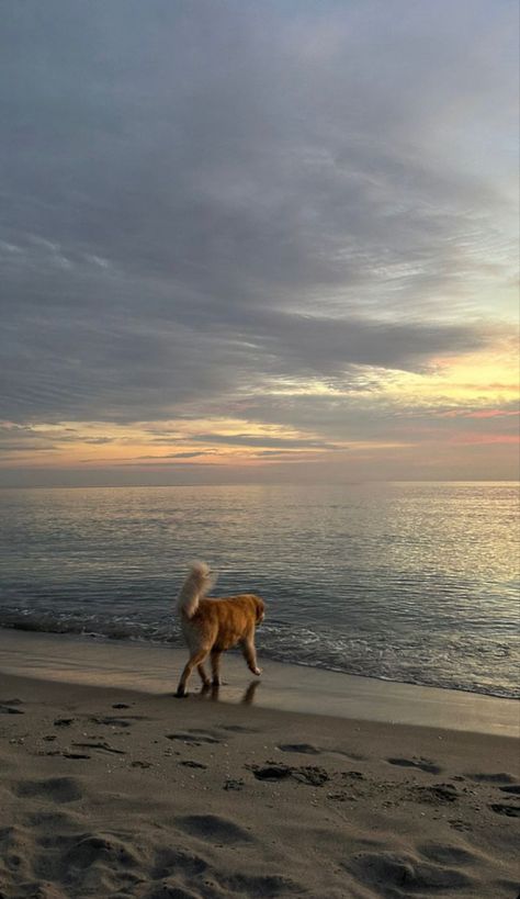 Dog Wallpaper Golden Retrievers, Golden Retriever On Beach, Dog On Beach Aesthetic, Dog Beach Aesthetic, Dogs On Beach, Golden Retriever Beach, Golden Retriever Wallpaper, Dogs Beach, Beach Dogs