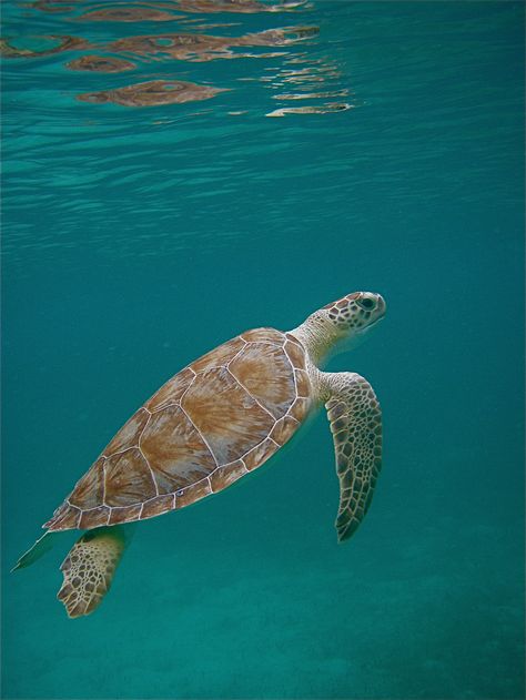 Turtle Photo, Sea Turtle Pictures, Wild Animals Photos, Wild Animals Pictures, Underwater Animals, Turtle Painting, Aquatic Animals, Underwater Creatures, Super Cute Animals