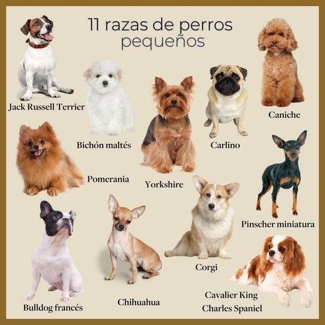 Razas de perros pequeños: las 50 mejores para tener como mascotas Charles Spaniel, Weird Art, Jack Russell Terrier, Yorkshire Terrier, Jack Russell, Spaniel, Anime Chibi, Yorkshire, Chihuahua