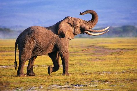 20 High Resolution Elephant Pictures No 4 - Big Elephant Elephant Wallpapers, Elephants Wallpaper, Animals Elephants, Elephant Background, African Bush Elephant, Animals Wallpapers, Elephant Photography, Elephant Wallpaper, Elephant Images