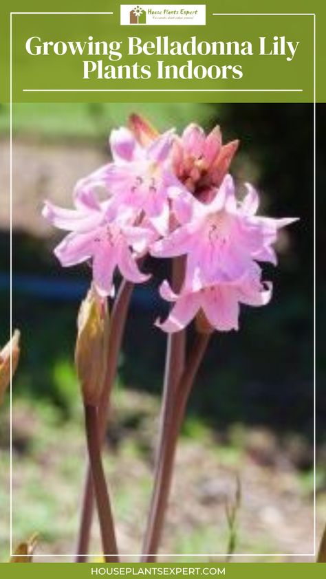 Green strap shaped leaves of "Growing Belladonna Lily Plants Indoors'' appear during spring and then die back early summer after taking plenty of food reserves for the flowering period.