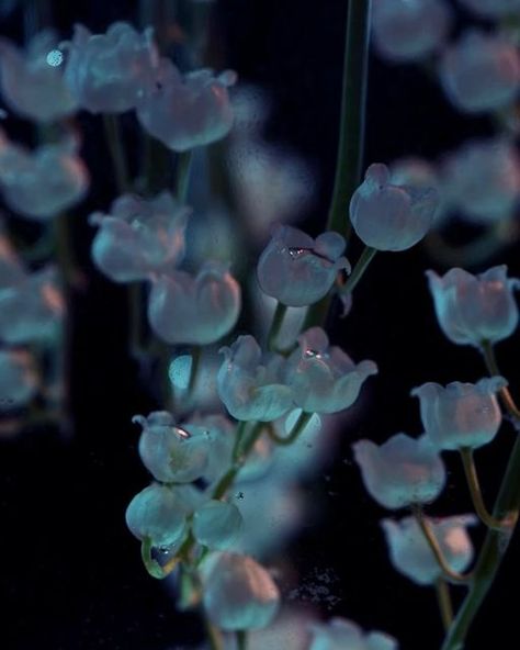 Linda Westin on Instagram: "Small wonders with Lily of the valley   Slow and quiet. They mostly go unnoticed. The respiration of a flower.  Sound in the first time lapse is generated using electrodes attached to Lily.   @plantwave #lilyofthevalley" Lily Of The Valley Flowers, Small Wonder, Tree Canopy, Ways Of Seeing, Time Lapse, Lily Of The Valley, The Valley, Pretty Flowers, Time Travel