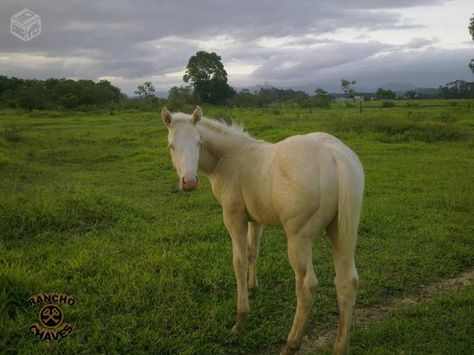 Lindo Potro Quarto de Milha Cremelo QM All The Pretty Horses, Pretty Horses, Horses, Animals