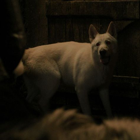 ghost (jon snow's direwolf) screencap & pfp ; game of thrones - season 1, episode 8 'the pointy end' Jon Snow Aesthetic, Snow Aesthetic, Dire Wolf, Song Of Ice And Fire, Know Nothing, Ice And Fire, A Song Of Ice And Fire, Art Show, Jon Snow