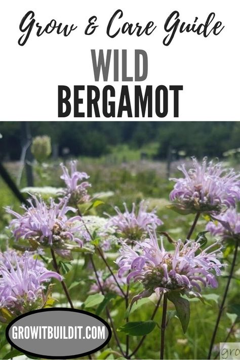 Wild Bergamot is a wildflower that is commonly seen growing wild in ditches, pastures, meadows and prairies.  Native to Eastern North America, Wild Bergamot can add mid-summer color to your yard and attract much wildlife.  Loving full sun and growing to around 4′ tall (1.3 m), Wild Bergamot (also known as Pink Bee Balm) is a pollinator magnet.   Another benefit of this plant is that it is a favorite of hummingbirds, hummingbird moths, and numerous bees and butterflies. Wild Bergamot Plants, Bergamot Plant, Medicinal Gardening, Bee Balm Plant, Wild Bergamot, Herbal Tea Garden, Medicinal Herbs Garden, Herb Garden In Kitchen, Pollinator Plants