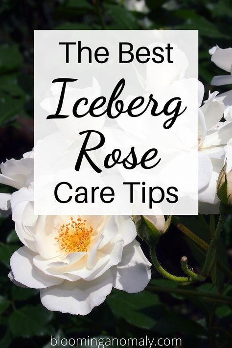 Iceberg Roses, Rose Bush Care, Fall Patio Decor, Container Roses, Fall Patio, Floribunda Roses, Bloom Flowers, Urban Gardens, Rose Care