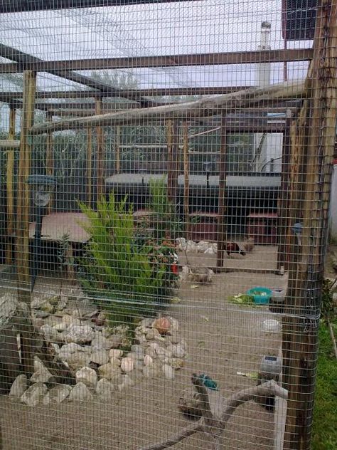 Pheasant Aviary Ideas, Pheasant Pen Ideas, Pheasant Aviary, Pheasant Enclosures, Chicken Housing, Raising Pheasants, Pheasant Farm, Biome Project, Aviary Ideas