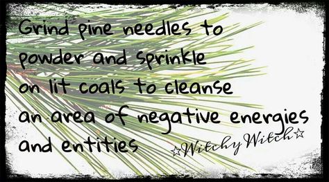 Pine needle cleansing tip #witchcraft #incense #spell #yule Pine Cone Spiritual Meaning, Pine Needles Witchcraft Uses, Pine Spiritual Meaning, Pine Tree Witchcraft, Pine Needles Witchcraft, Pine Cones In Witchcraft, Pine Needle Witchcraft, Pine Needle Magical Properties, Magickal Herbs