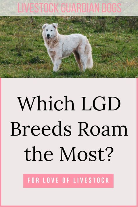 Livestock Dog Breeds, Livestock Guardian Dog Breeds, Dog Armor, Fiber Farm, Akbash Dog, Homesteading Animals, Guardian Dog, Raising Farm Animals, Livestock Guardian Dog