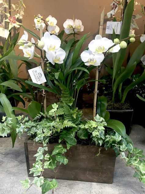 Live Plant Centerpieces Dining Rooms, Plant Table Centerpieces, Kitchen Table Centerpiece Everyday, Floral Centerpieces For Home, Plant Centerpieces, Modern Flower Vase, Orchid Flower Arrangements, Vase Ideas, Kitchen Table Centerpiece