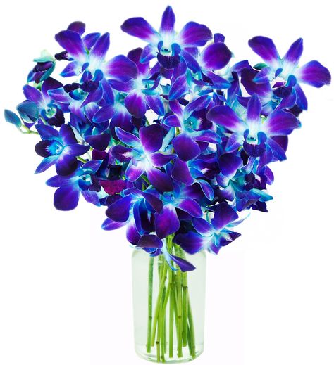 Blue Orchid Bouquet, Blue And Purple Orchids, Blue Dendrobium Orchids, Blue Orchid Flower, Send Flowers Online, Live Indoor Plants, Orchid Bouquet, Fresh Flower Bouquets, Exotic Orchids