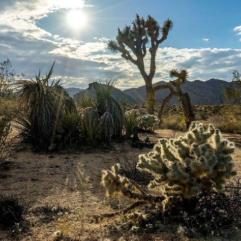 There's something magical about exploring Joshua Tree National Park for a few days - you see a variety of weather conditions and light.  As evening approached one day I stopped to take a few photos with the sun closer to the horizon. Such vibrant colours and such a wonderful new perspective of this Californian natural beauty. by michaelturtle Desert Gothic, Southwest Gothic, Mojave Wasteland, Fallout Oc, Fallout Series, Vault Dweller, Road Warrior, Western Medicine, Desert Dream