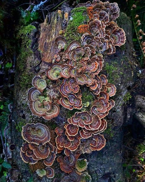 Turkey Tail Mushroom Art, Turkey Tail Mushroom Tattoo, Turkeytail Mushrooms, Mushroom Druid, Different Kinds Of Mushrooms, Mushroom Bouquet, Cluster Of Mushrooms, Mushroom Fashion, Shelf Mushrooms