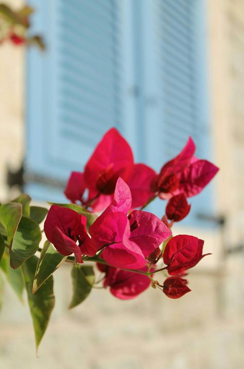 Iphone Wallpaper Sky, Beautiful Red Roses, Landscape Photography Nature, Abstract Iphone Wallpaper, Ornamental Trees, Flower Therapy, Floral Artwork, Bougainvillea, Single Flower