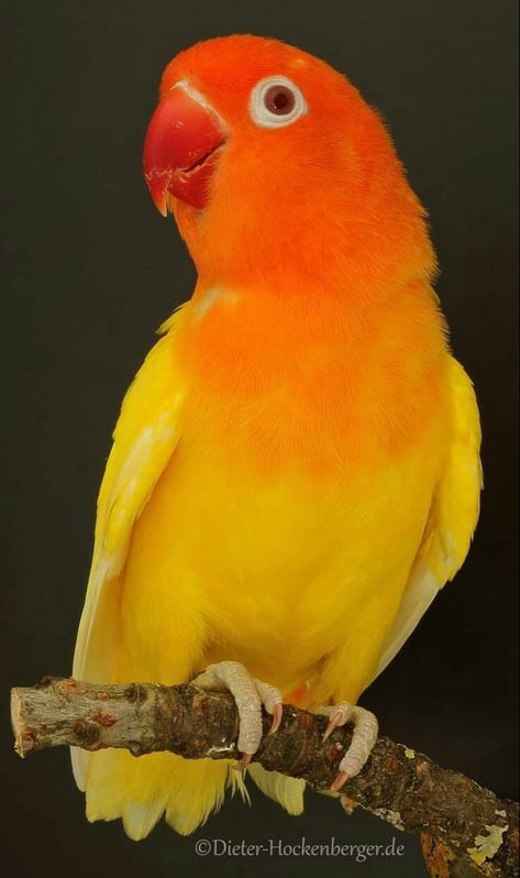 Green Parrot Bird, Orange Parrot, African Lovebirds, Love Birds Pet, Pet Birds Parrots, Birds Pet, Jungle Birds, Finches Bird, Most Beautiful Birds