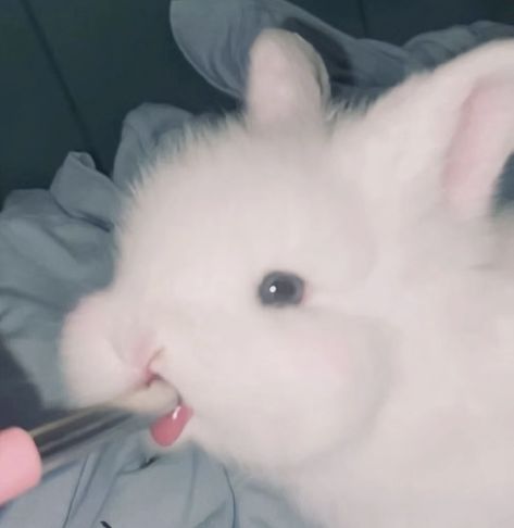 Bunny Tongue, White