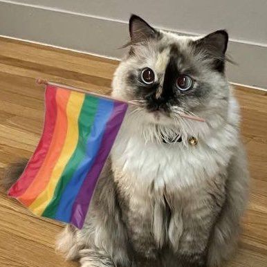 Tapeta Z Hello Kitty, Lgbtq Funny, Silly Cats Pictures, Lgbt Art, Rainbow Cat, Pretty Animals, Silly Animals, Rainbow Flag, Cat Aesthetic