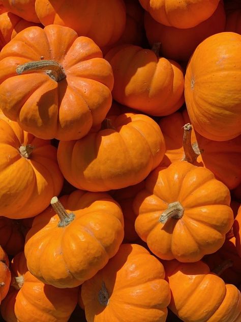 Pumpkin Orange Aesthetic, Oktoberfest Party Ideas, Pumpkin Tea, Pumpkin Photos, Oktoberfest Party, Harvest Party, Party Ideas For Kids, Orange Aesthetic, Fall Time