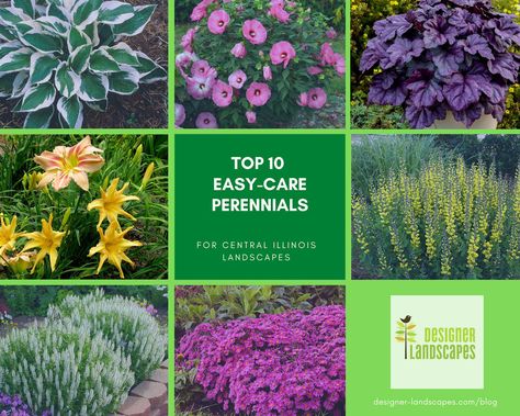 Top 10 Best Perennials for a Central Illinois Landscape | Designer Landscapes Simple Backyard Landscaping, Variegated Liriope, Perennial Garden Design, Perennial Garden Plans, Backyard Landscaping On A Budget, Simple Backyard, Minnesota Landscaping, Easy Perennials, Front Yard Plants