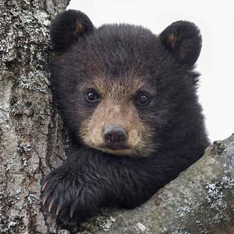 Baby Black Bear, Photo Ours, Black Bear Cub, American Black Bear, River Cabin, Black Bears, Bear Pictures, Bear Cub, Bear Cubs